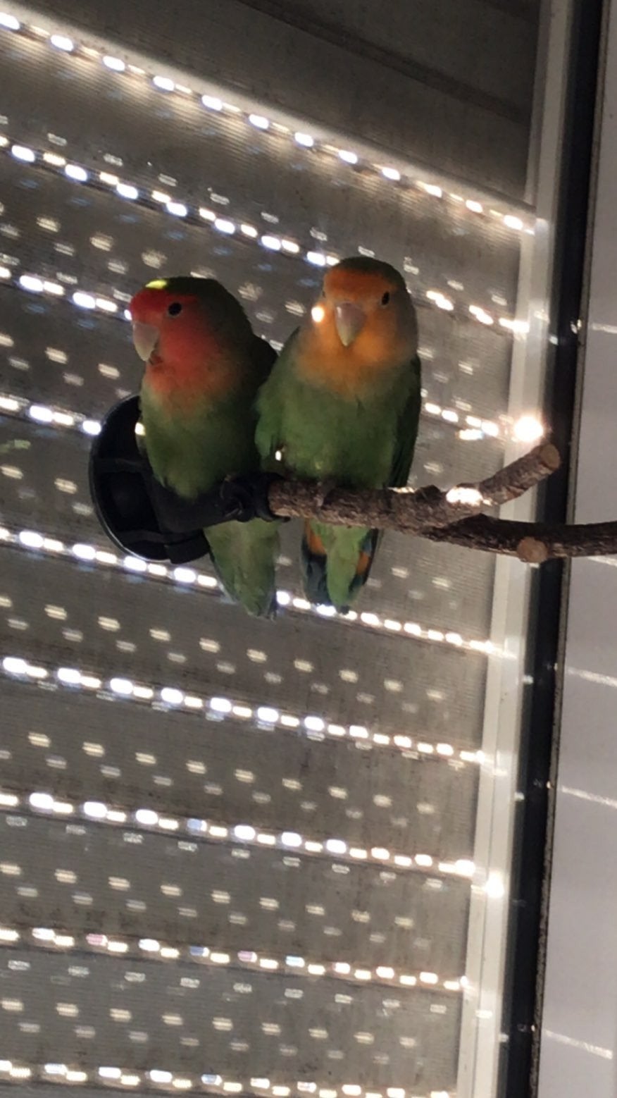 koppel dwergpapagaai te koop, Meerdere dieren, Dwergpapegaai of Agapornis, Tam