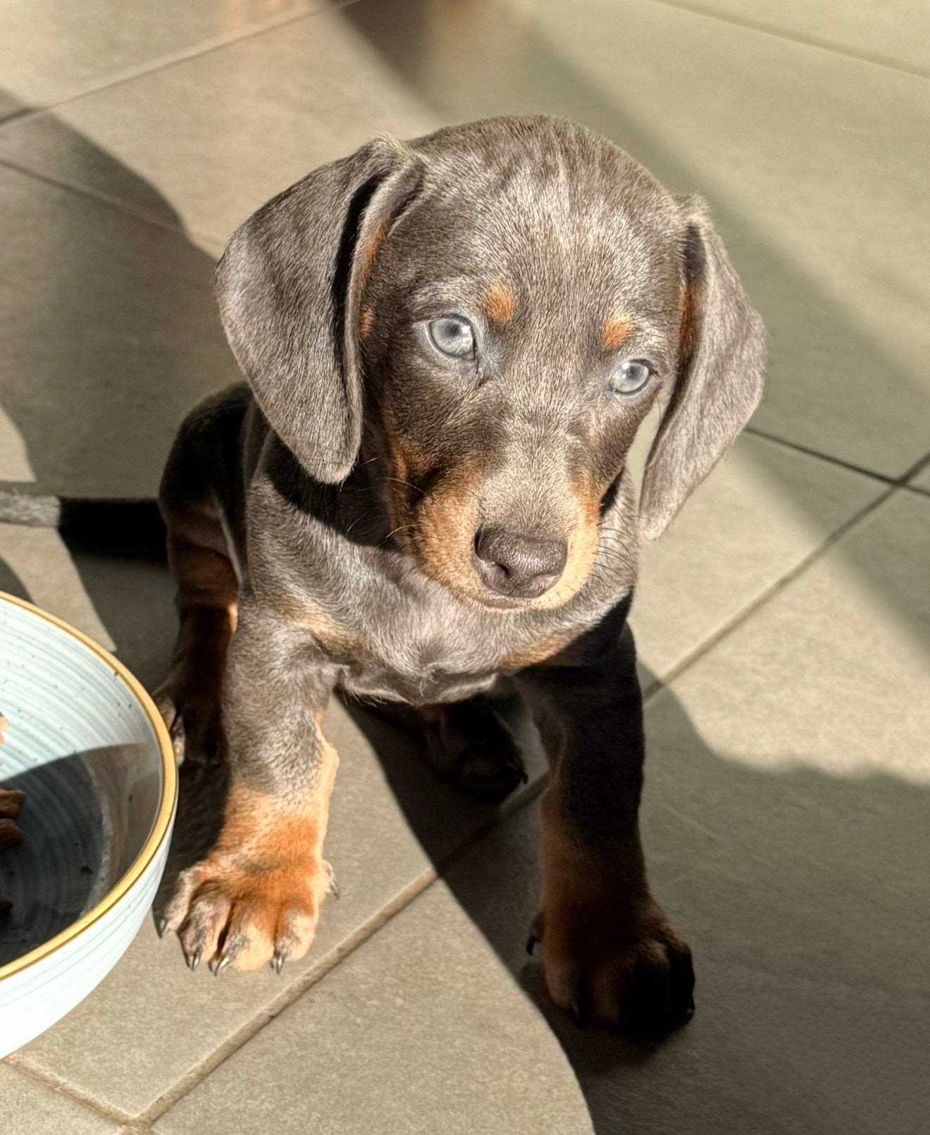 Prachtige blauw en tan dwegteckel pups, Animaux & Accessoires, Chiens | Teckels & Bassets, Poils courts, Plusieurs, Nain, Hépatite contagieuse (maladie de Rubarth)