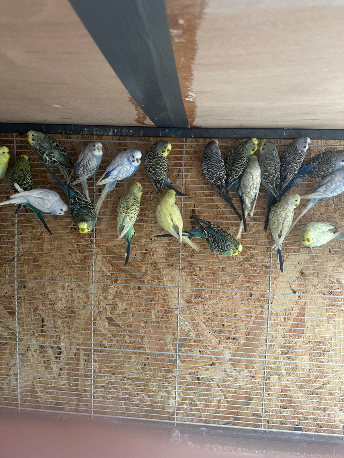 Grasparkieten, Plusieurs animaux, Perruche, Bagué