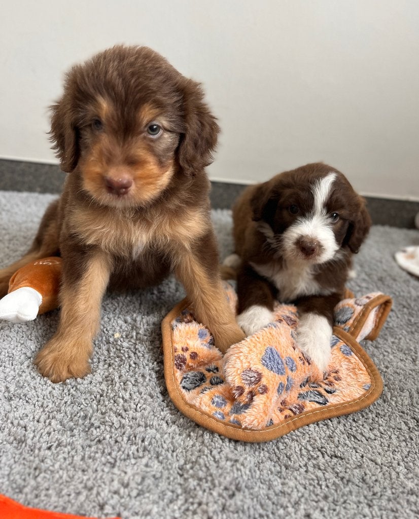 Beaux chiots Doodle moyenne (border collie x caniche), Animaux & Accessoires, Chiens | Chihuahuas & Chiens de compagnie, Caniche