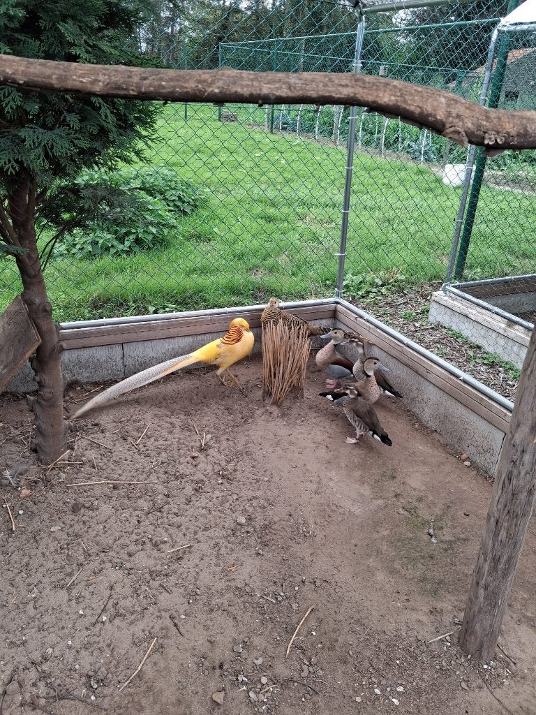 Rode en gele goudfazanten, Animaux & Accessoires, Plusieurs animaux, Autres espèces