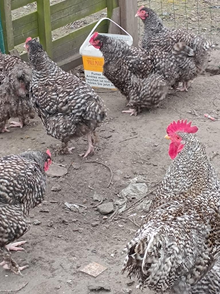 Mechelse koekoek broedeieren, Dieren en Toebehoren, Meerdere dieren