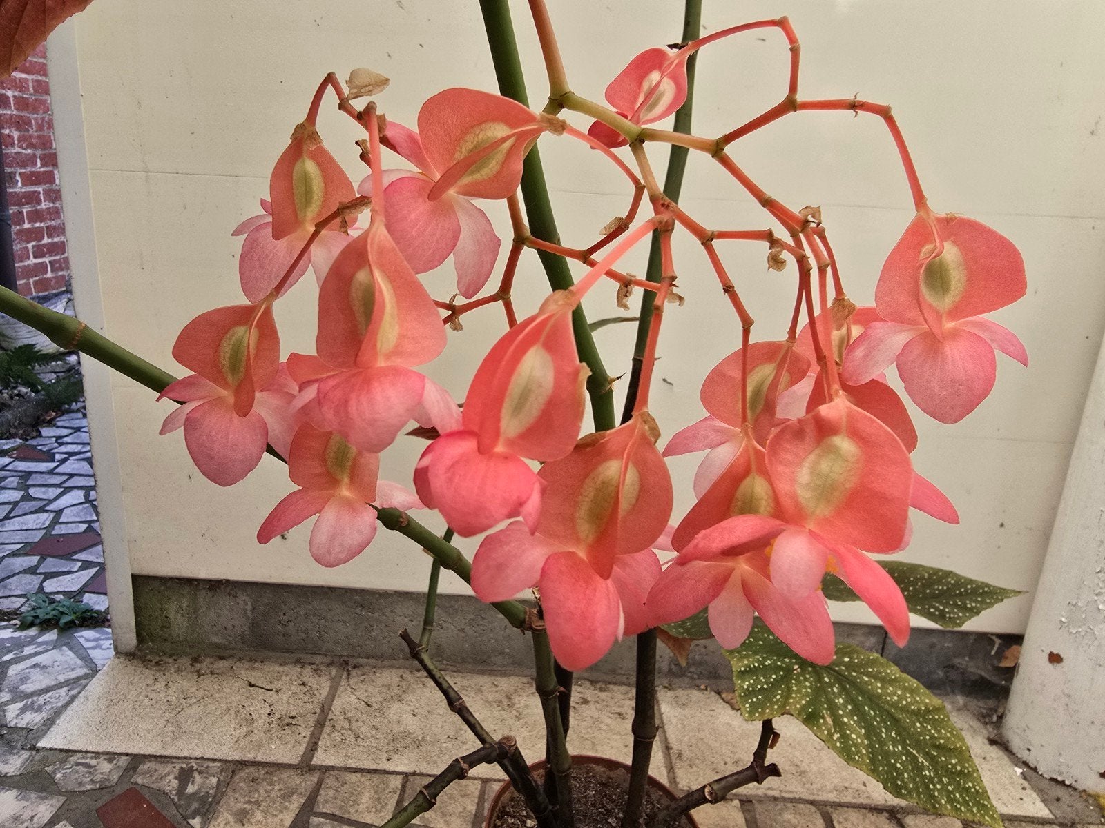plant Angel Wing Begonia, Tuin en Terras, Planten | Tuinplanten, Ophalen