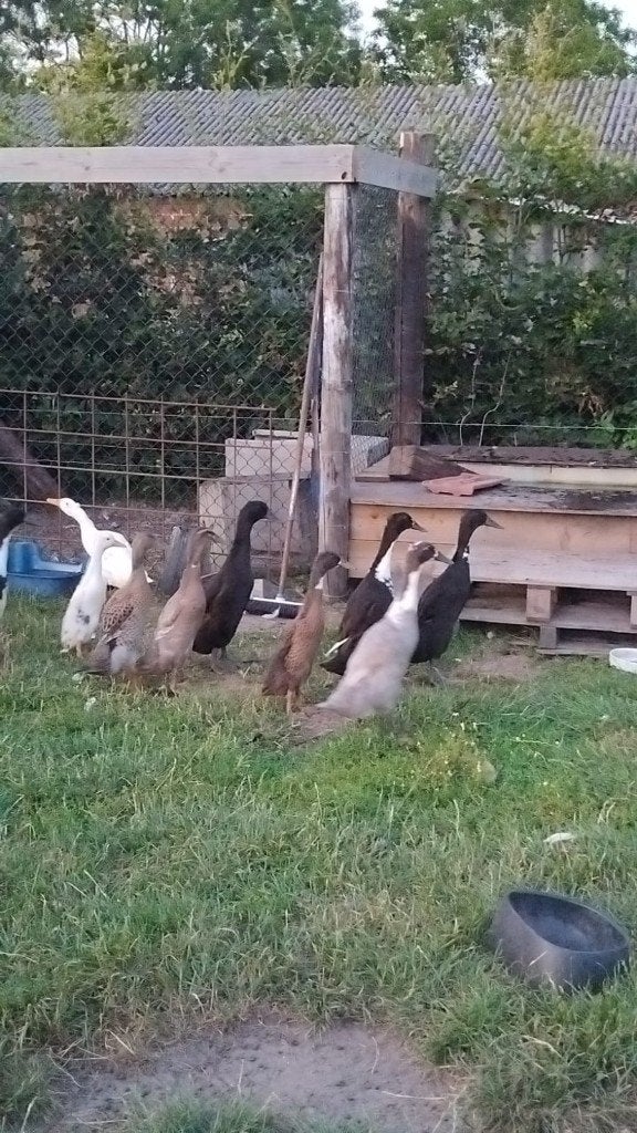 Loopeenden, Animaux & Accessoires, Plusieurs animaux, Canard
