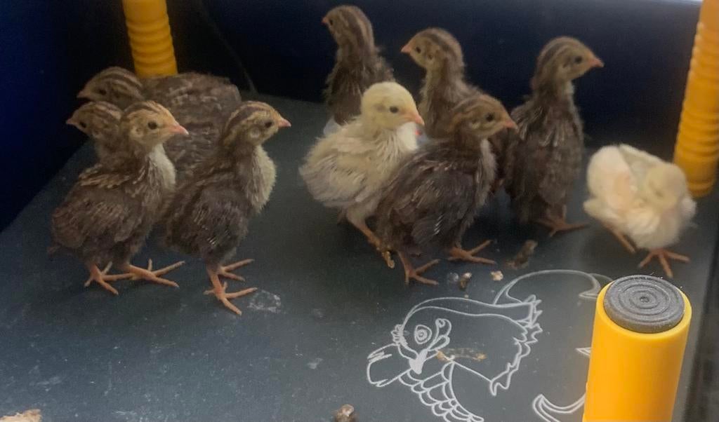 Chinese dwergkwartel kuikens, Dieren en Toebehoren, Pluimvee