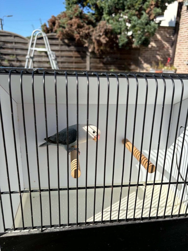 slaty blauw opaline fischeri van 2026 met DNA papieren, Dieren en Toebehoren, Mannelijk, Dwergpapegaai of Agapornis, Geringd