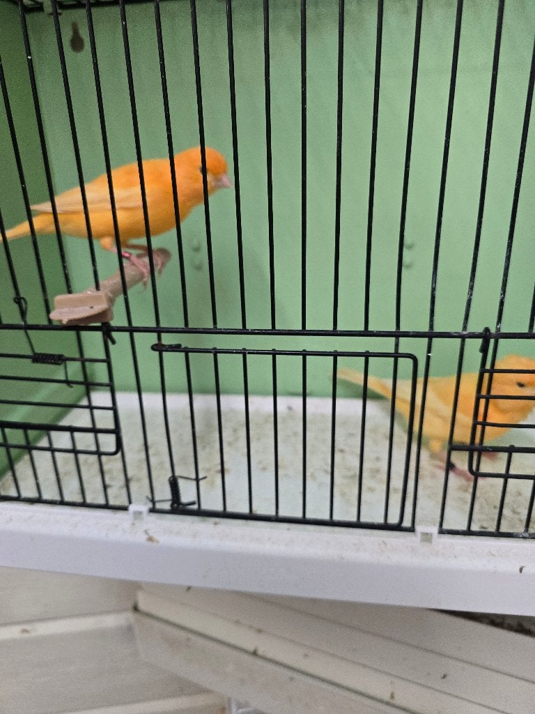 Oranje kanarie mannen, Dieren en Toebehoren, Mannelijk, Kleurkanarie