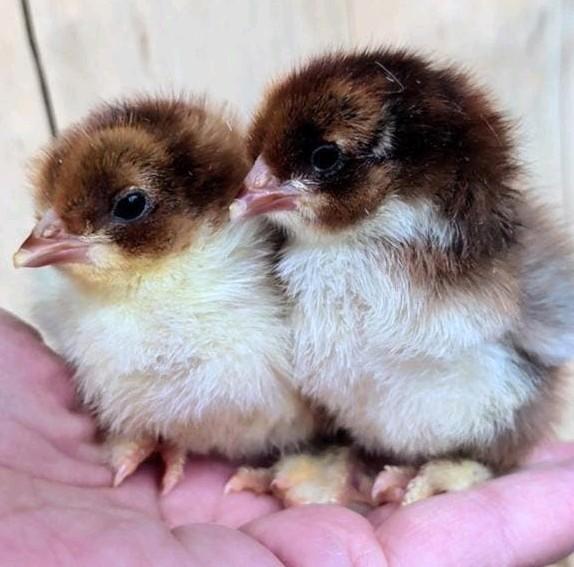 Kuikens brahmas kippen, Dieren en Toebehoren, Pluimvee, Kip