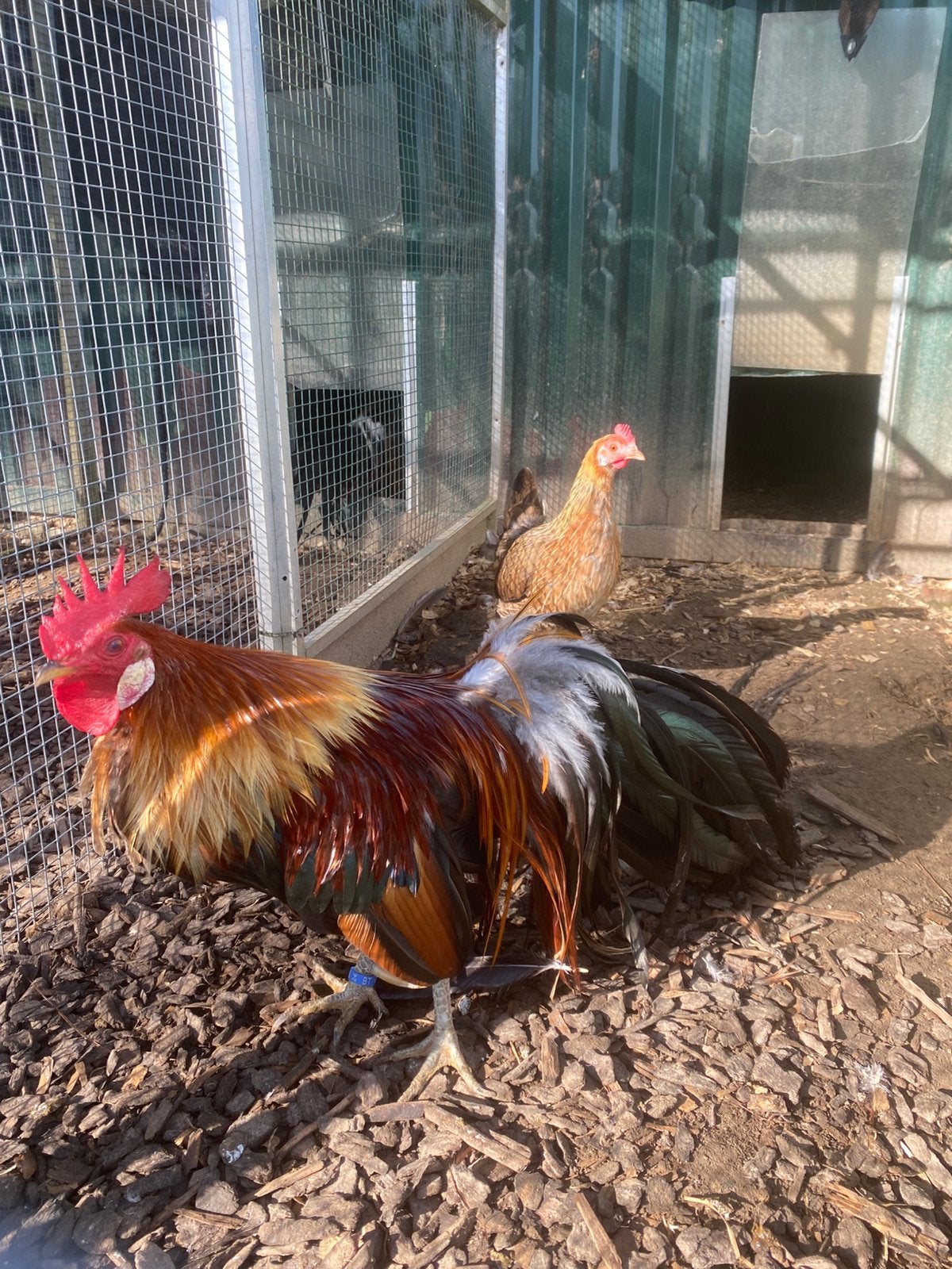 Œufs fecondes d'Onagadori, Animaux & Accessoires, Volatiles, Sexe inconnu, Poule ou poulet