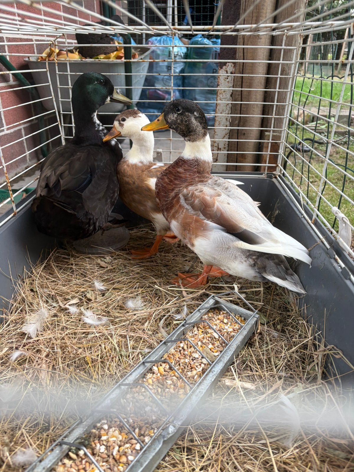 Dwerg eenden te koop