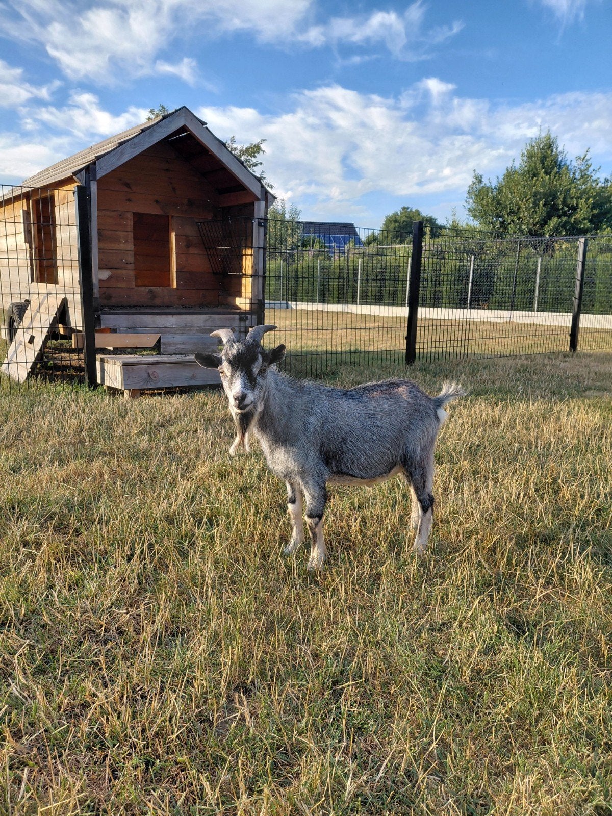 Bokje - Blauwschimmel tan, Dieren en Toebehoren, Schapen, Geiten en Varkens, Geit, Mannelijk, 0 tot 2 jaar