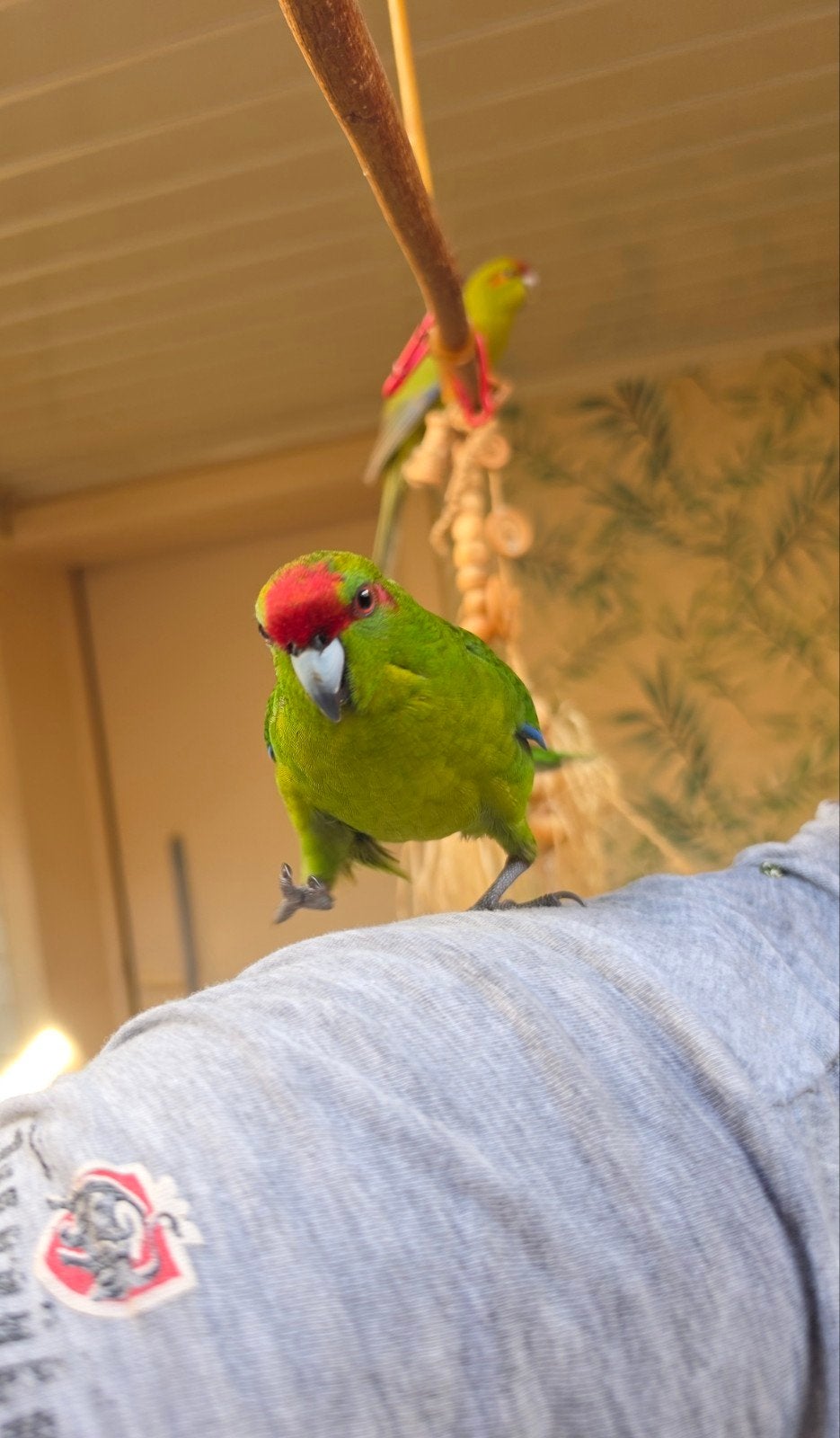 Roodhoofd kakariki tam, Dieren en Toebehoren, Vogels | Parkieten en Papegaaien, Tam