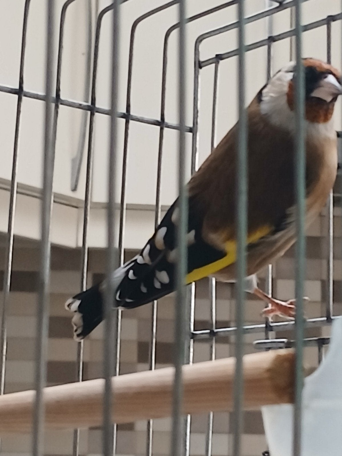 chardonneret  parva  3ans, Mâle