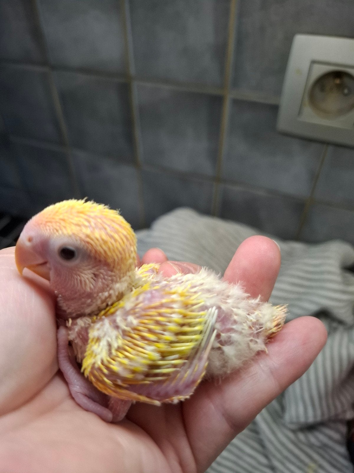 agapornis roseicollie baby handtam lutino