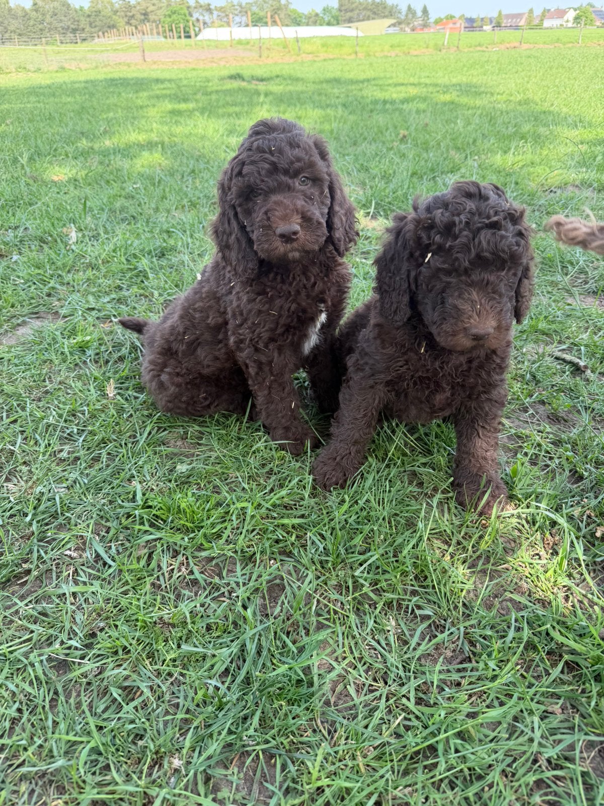 Mooie Labradoodle pups!, Labrador retriever, Plusieurs, Hépatite contagieuse (maladie de Rubarth), Belgique