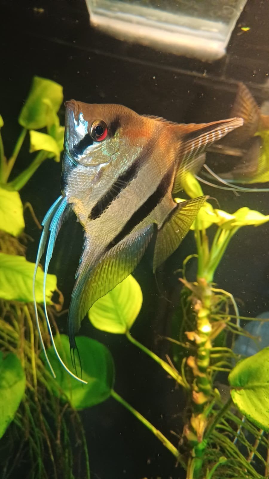 Dossiers rouges Angelfish
