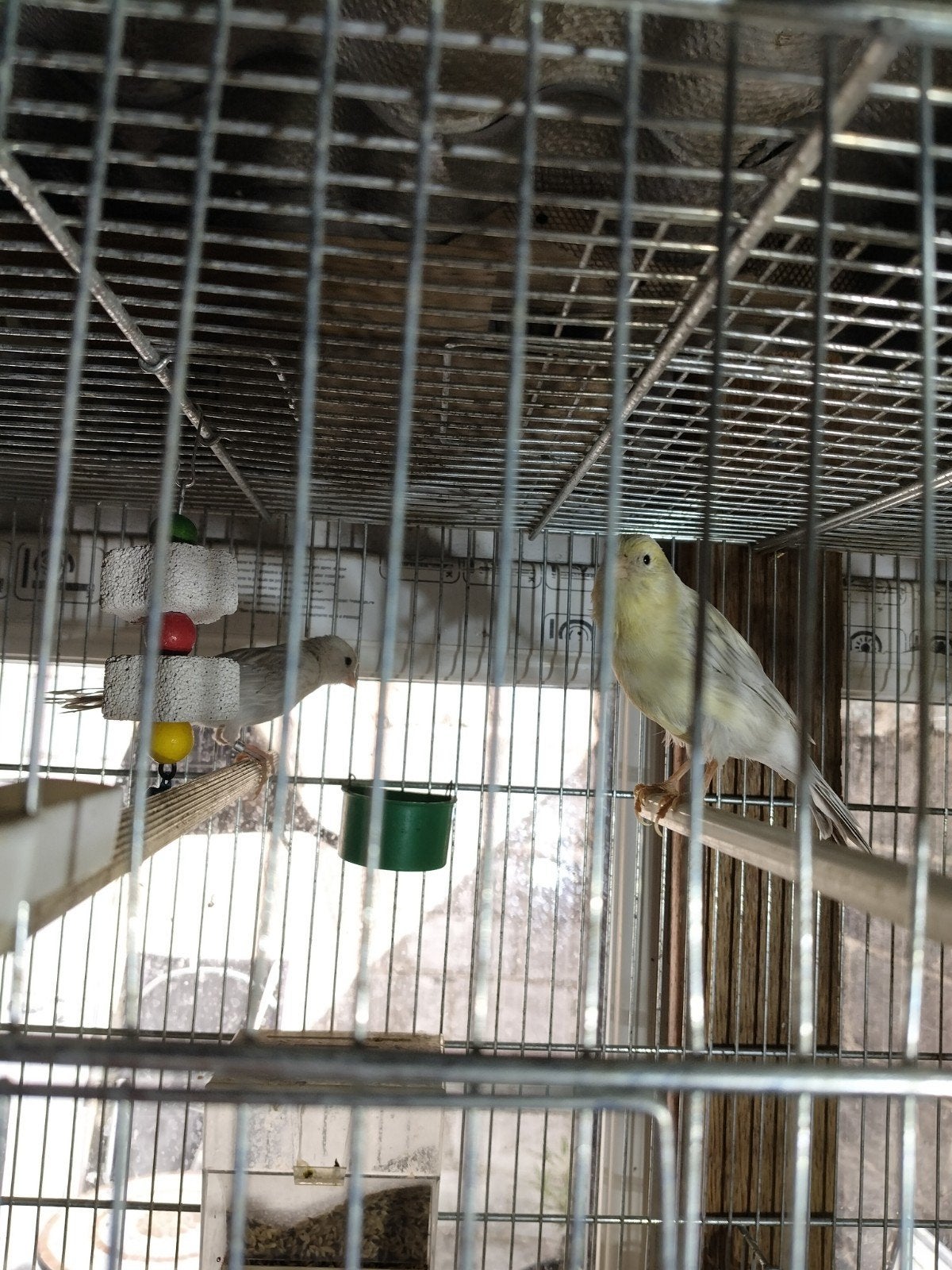 canaris Mosaïque, Dieren en Toebehoren, Ophalen