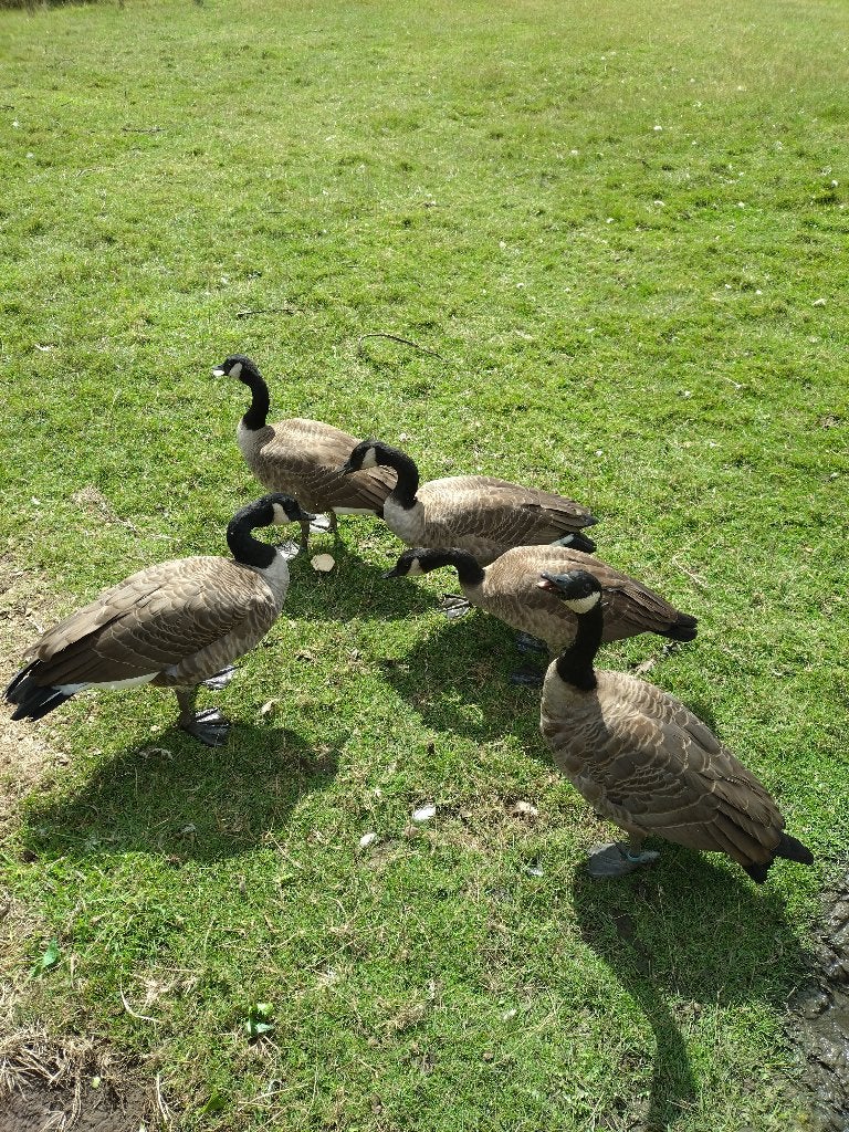 Canadese gans, Dieren en Toebehoren, Pluimvee, Geslacht onbekend, Gans of Zwaan