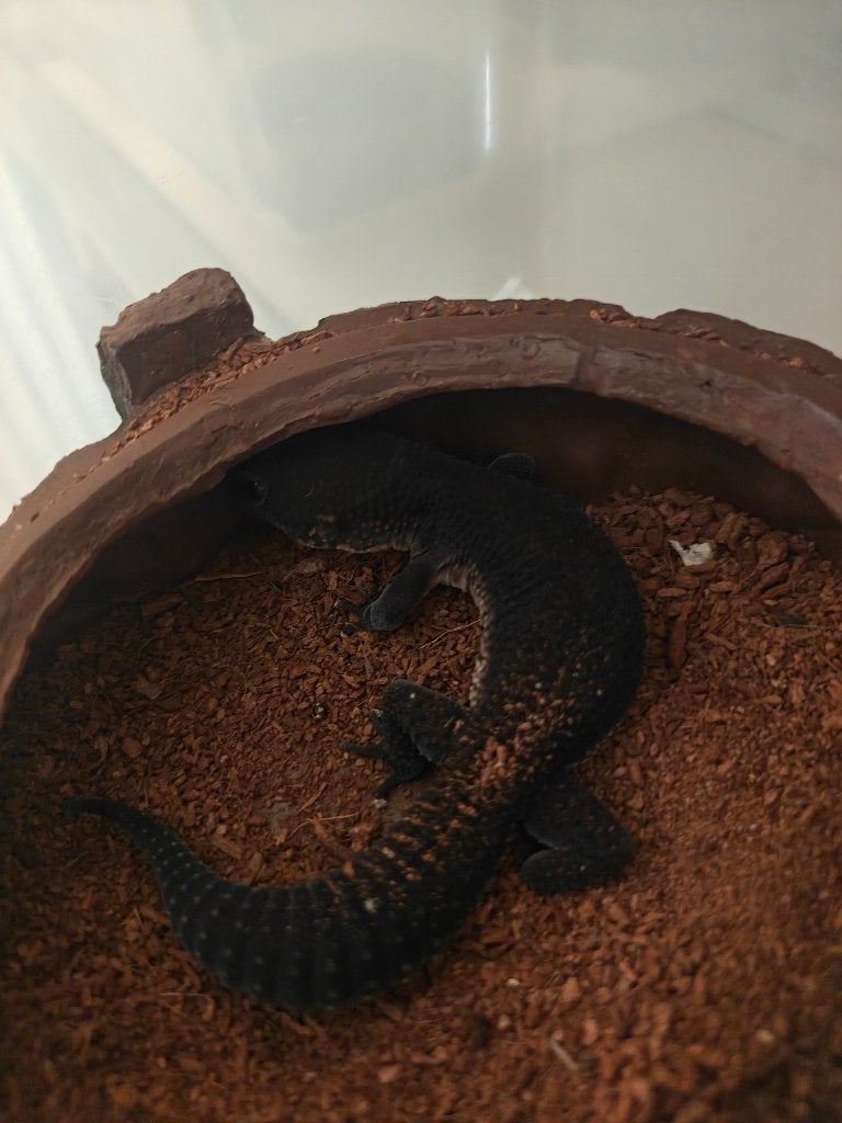 Black night luipaard gekko, Dieren en Toebehoren, Hagedis, 3 tot 6 jaar