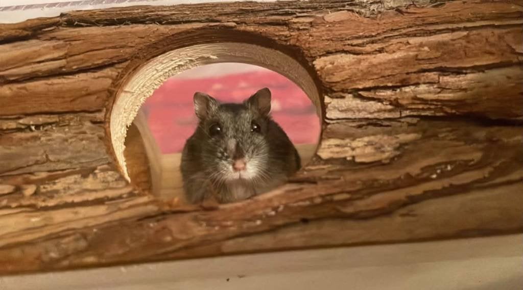 Lief dwerghamstertje Amber zoekt een gouden huisje! ️, Animaux & Accessoires, Mars, Femelle, Hamster
