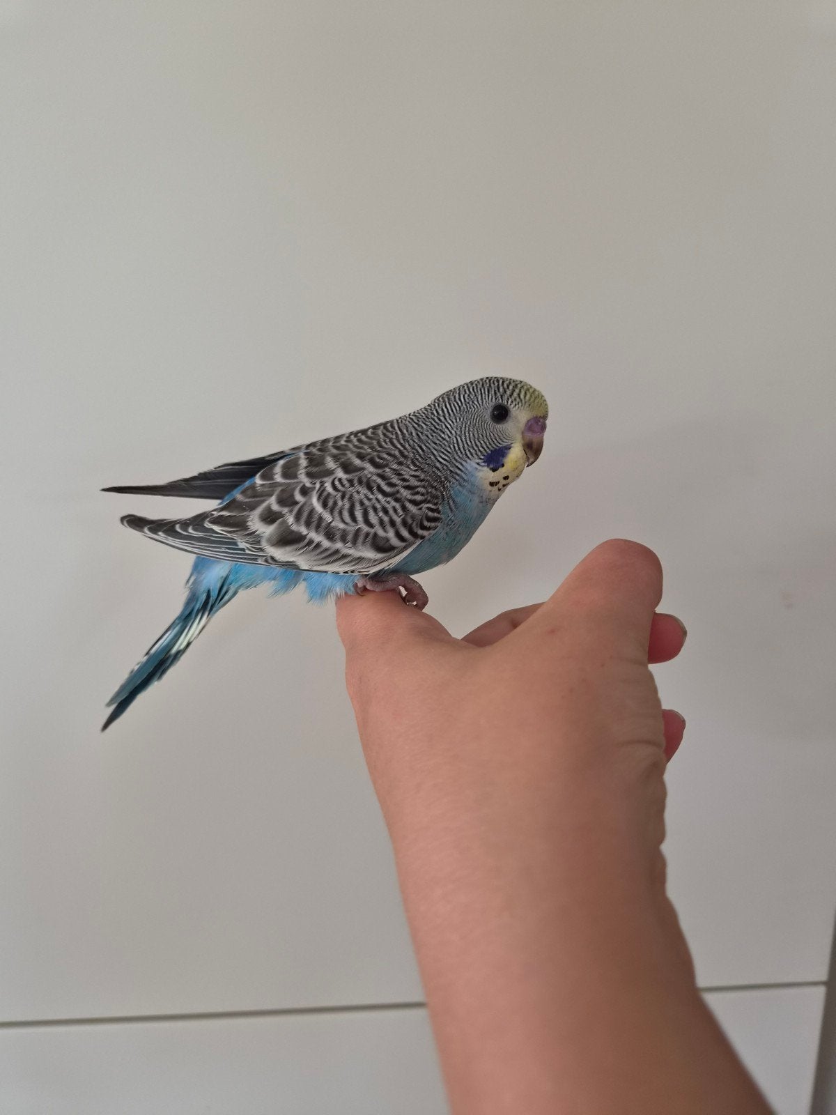 Tam grasparkietje, Animaux & Accessoires, Oiseaux | Perruches & Perroquets, Sexe inconnu, Perruche, Domestique