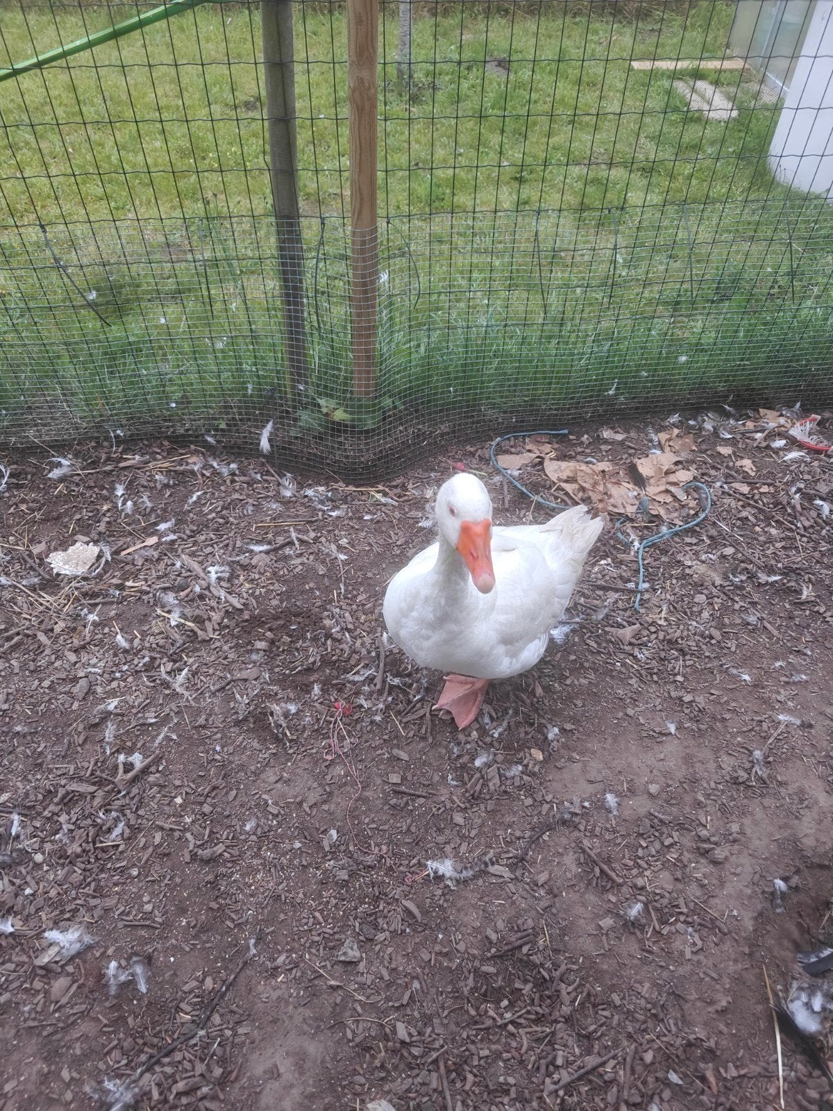 gans te koop, Dieren en Toebehoren