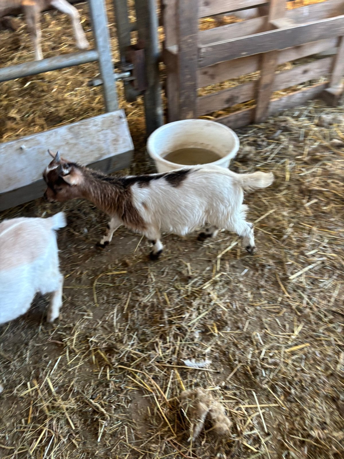 4 dwerggeiten bokjes, Dieren en Toebehoren