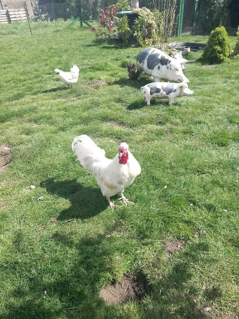 A donner, Dieren en Toebehoren, Ophalen, Gebruikt, Kippenhok of Kippenren