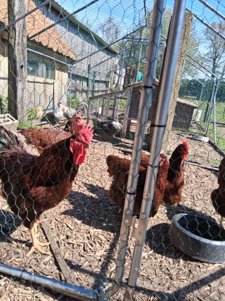 Broedeieren red island, Dieren en Toebehoren, Pluimvee, Geslacht onbekend, Kip