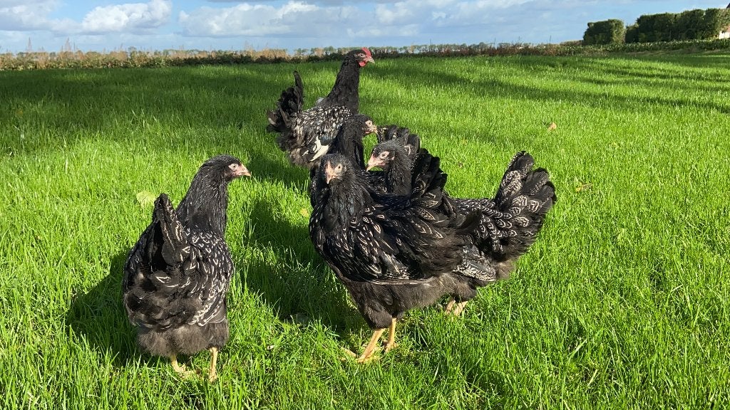 Jonge Barnevelder kippen zilver gezoomd gesekst en ingeënt, Dieren en Toebehoren, Vrouwelijk, Kip
