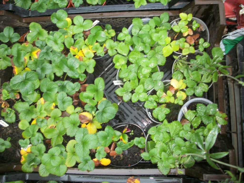 Bubbleberry aardbeiplanten, Tuin en Terras, Planten | Tuinplanten, Ophalen, Volle zon, Vaste plant, Zomer