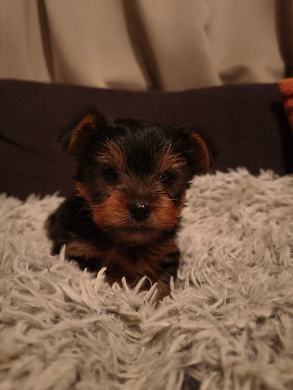 Yorkshire Terriër pups, Dieren en Toebehoren, Yorkshire Terriër, België, Fokker | Hobbymatig, 8 tot 15 weken