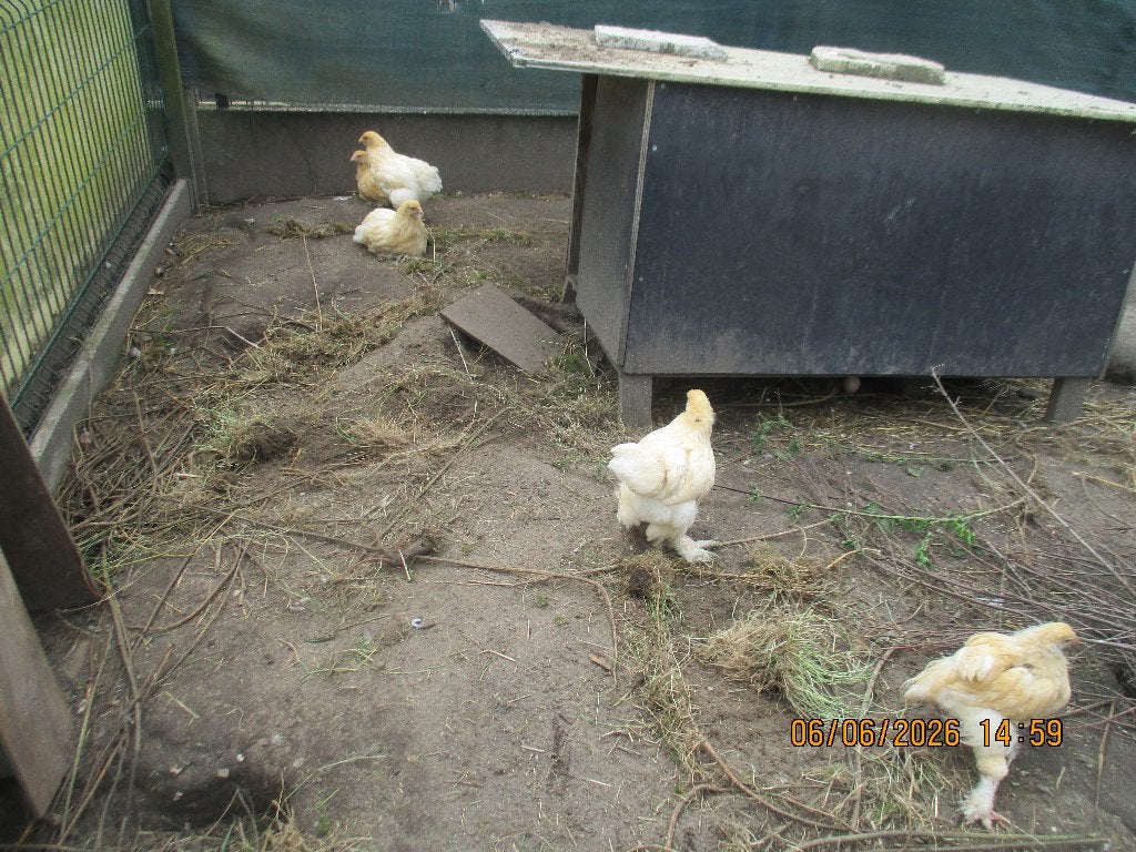 brahma groothoenders, Dieren en Toebehoren, Kip