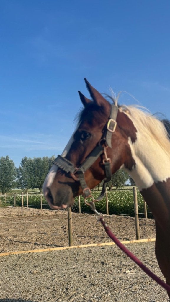 4 jaarse merrie te koop, Jument, Débourré, 160 à 165 cm, 3 à 6 ans