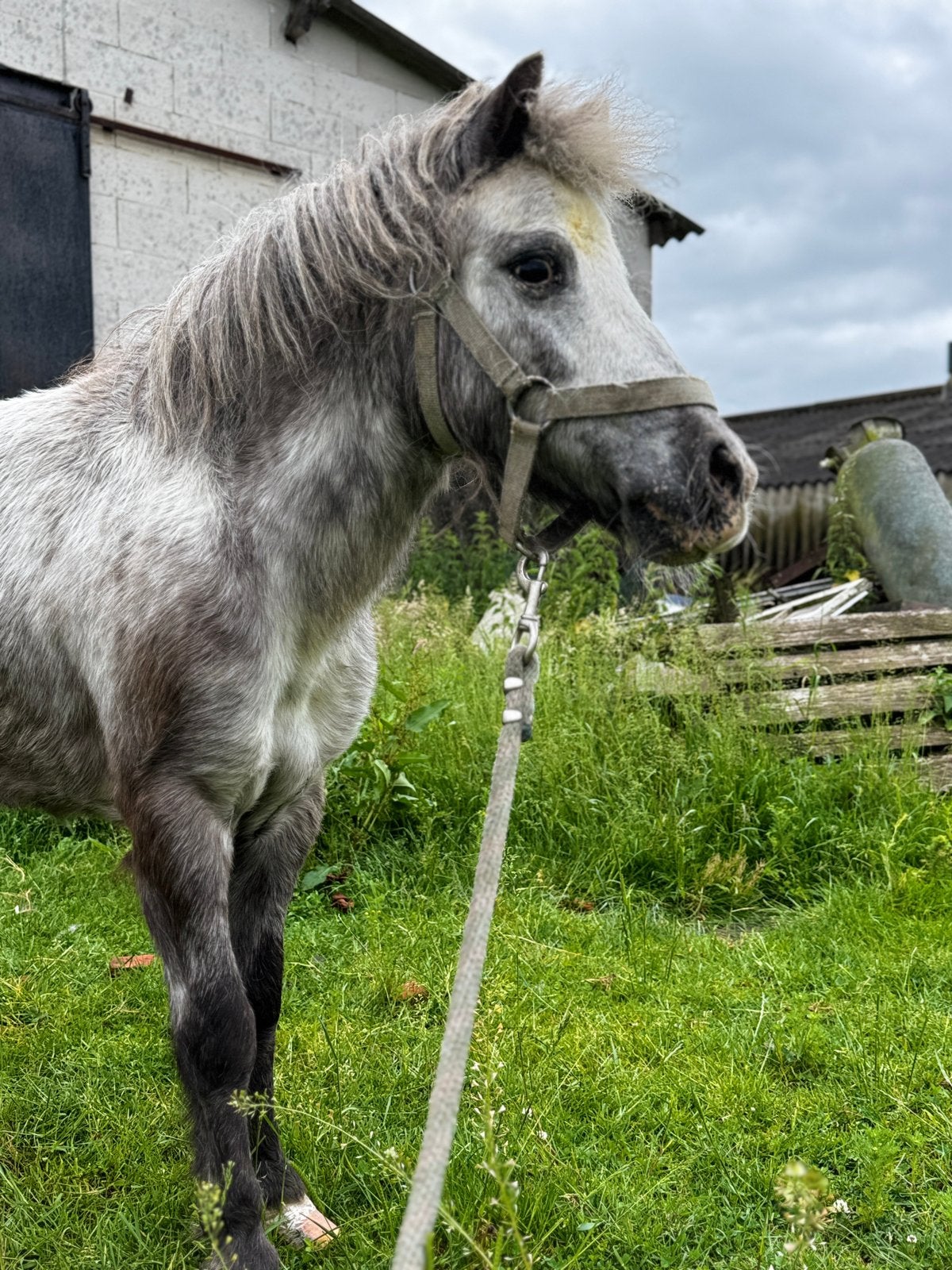 Shetlander te geef goede thuis, Dieren en Toebehoren, Pony's, Merrie, A pony (tot 1.17m), Met stamboom, Onbeleerd