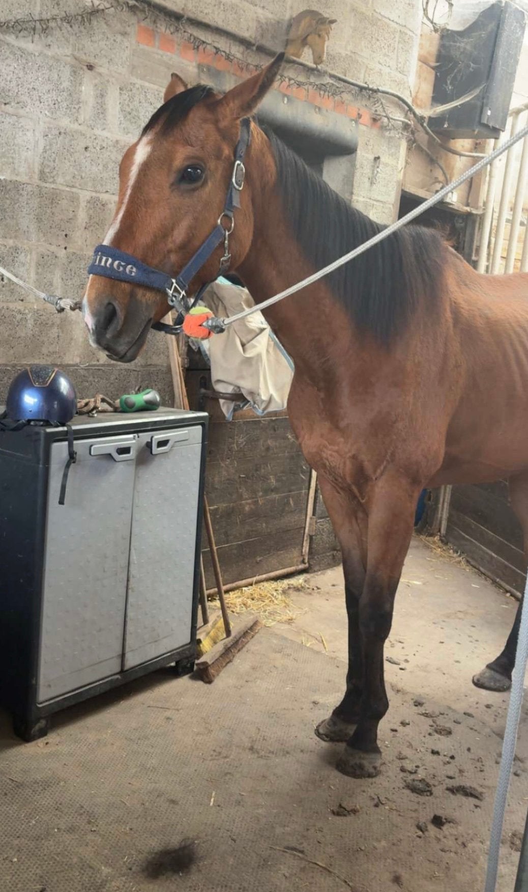 Project paard 7 jarige ruin, Dieren en Toebehoren, Paarden, Gechipt, Ruin, Zadelmak, 7 tot 10 jaar