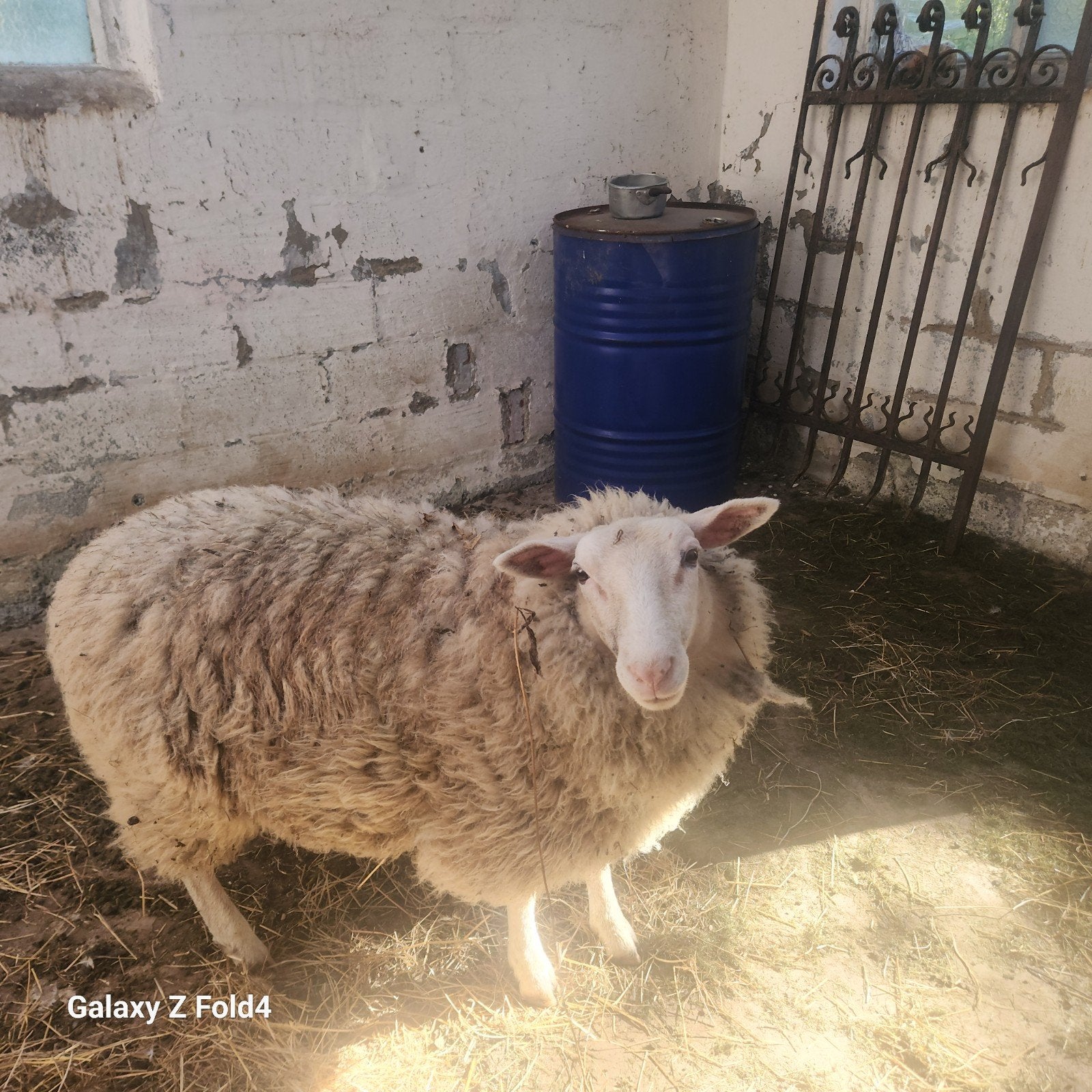 Een ooi van 5 maanden oud te koop., Dieren en Toebehoren