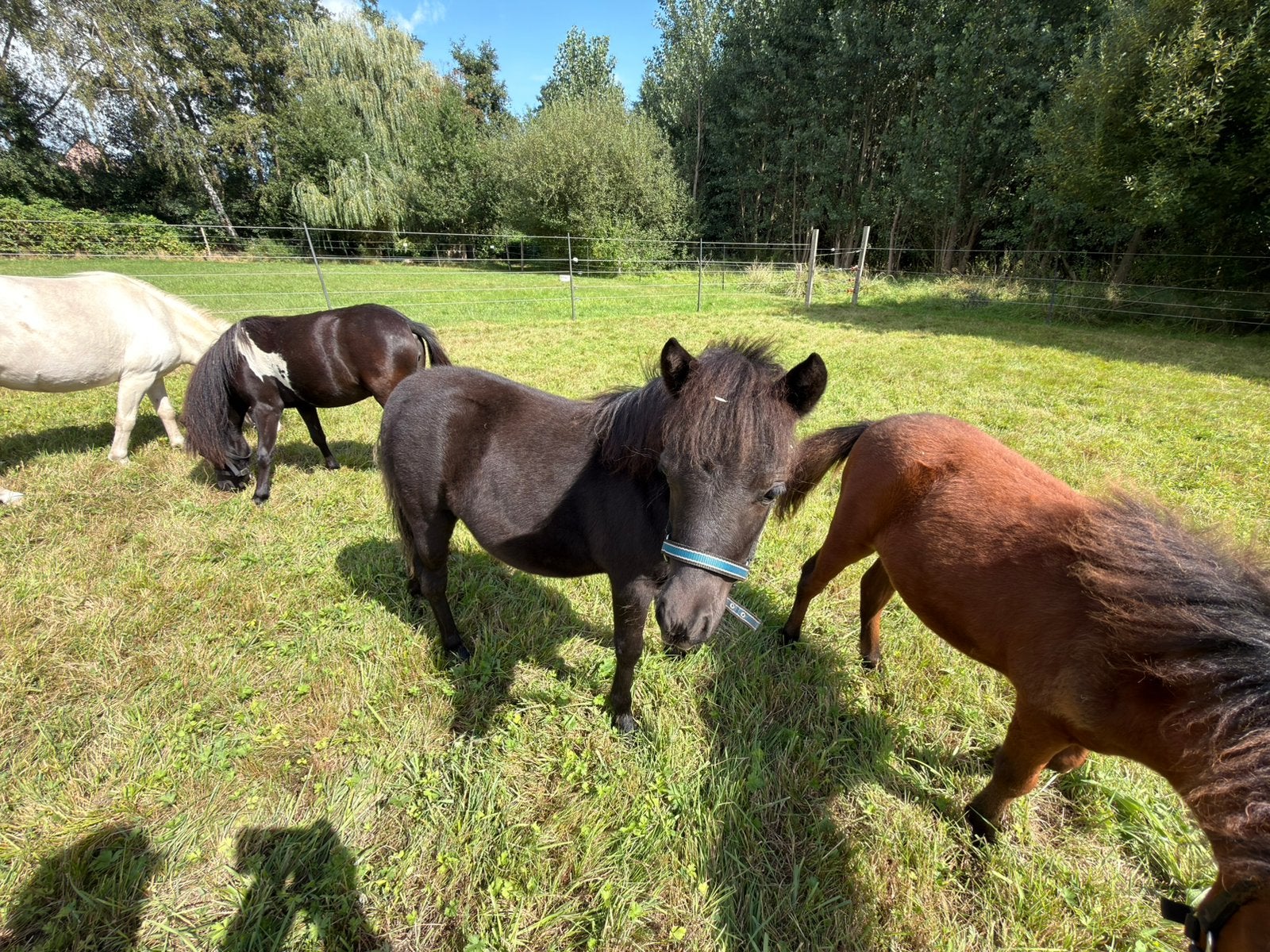 Merrie,veulen,NMPRS,zwart,minipaard,miniatuurpaard,pony, Merrie, Met stamboom, Niet van toepassing, 0 tot 2 jaar
