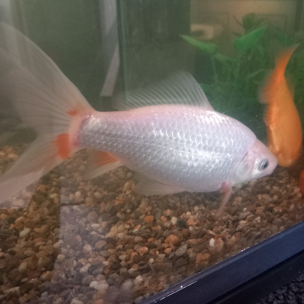 Witte sluierstaart met gouden vriendje, Animaux & Accessoires, Poissons | Poissons d'aquarium, Poisson, Poisson d'eau douce