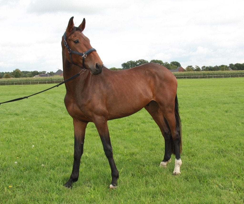 6 jarige ruin te koop, Hongre, L, Cheval de saut, 170 à 175 cm
