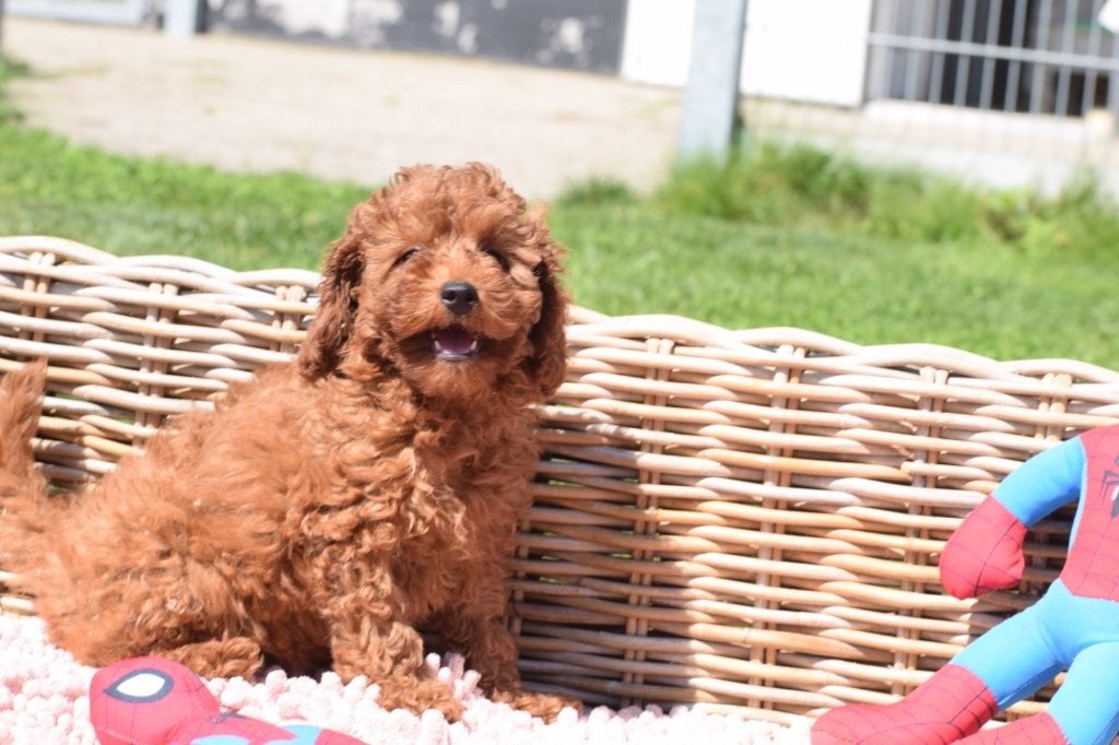 Poedel pups mooie keuze, Poedel, België, 15 weken tot 1 jaar, Meerdere