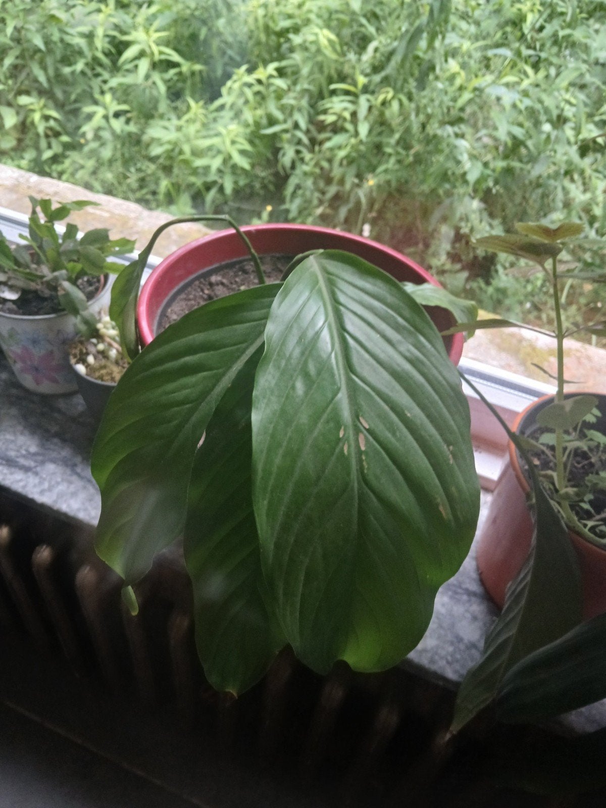 Binnenplantjes, Huis en Inrichting, Kamerplanten, Ophalen