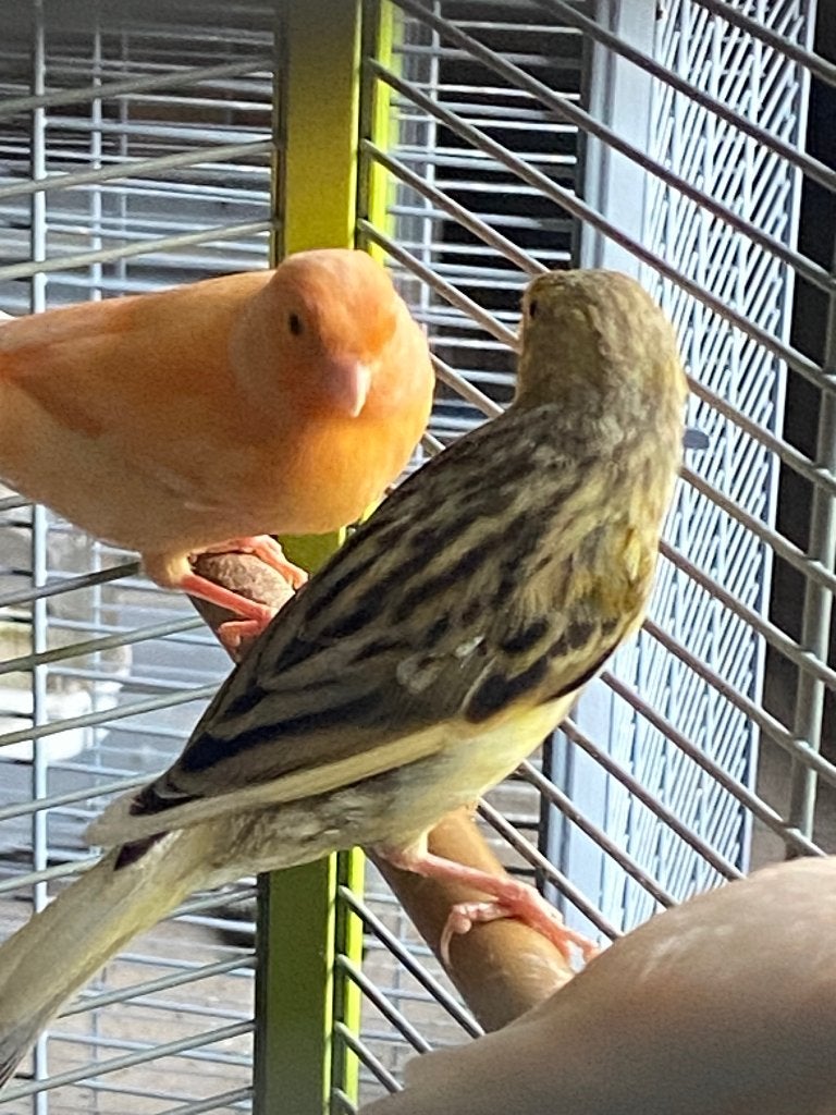 Enkele mooie jonge kanaries (Regio Staden), Animaux & Accessoires, Oiseaux | Canaris, Plusieurs animaux, Canari chanteur