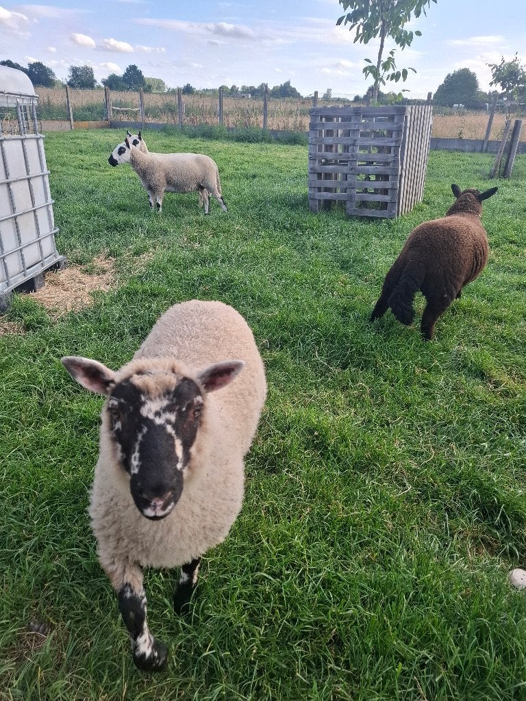 Schaap - Ram, Dieren en Toebehoren, Mannelijk, Schaap, 0 tot 2 jaar