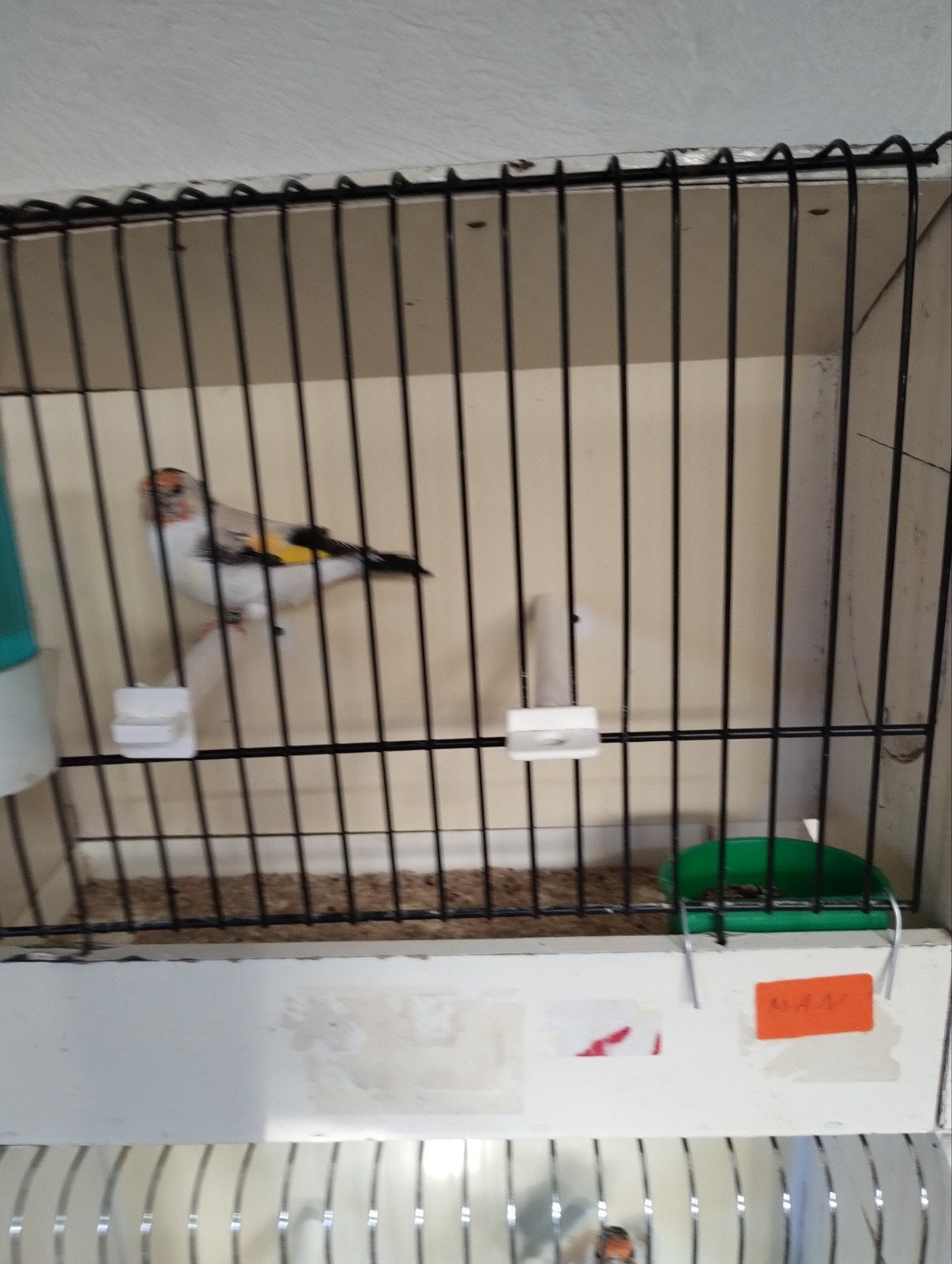 distelvink Agaat pop