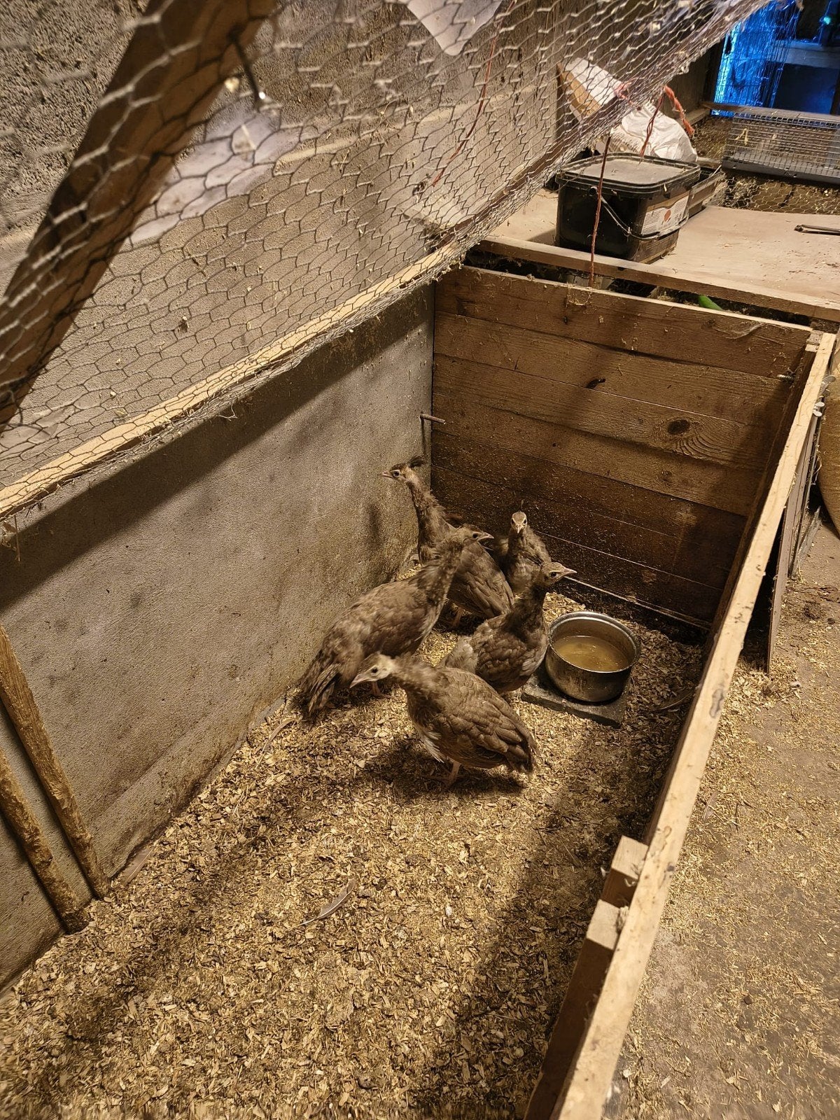 5 violet pauwen, Dieren en Toebehoren, Geslacht onbekend, Tropenvogel, Tam