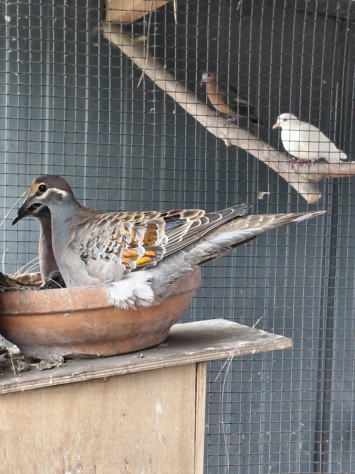 Bronsvleugel duiven, Plusieurs animaux, Autres espèces
