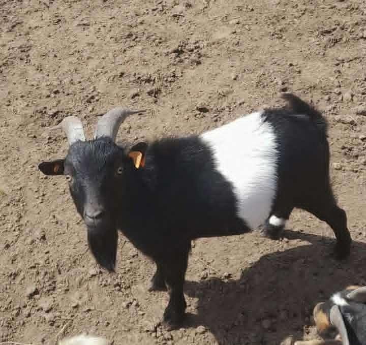 "Super leuk dwerggeitje", Chèvre, 0 à 2 ans
