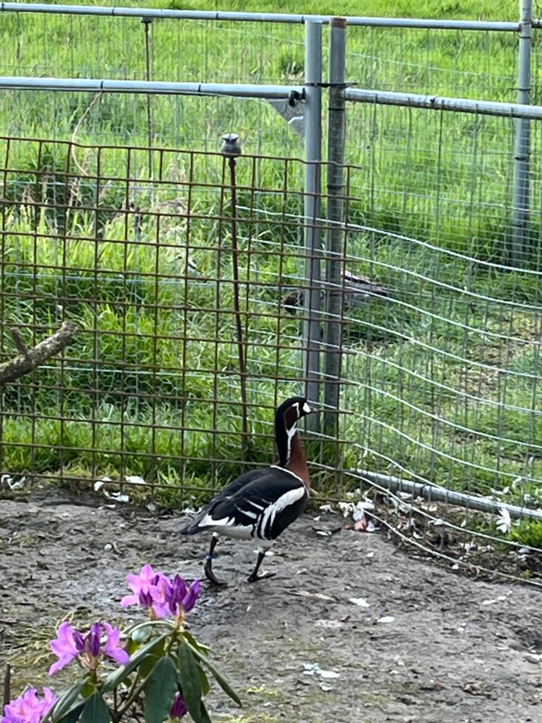 Roodhals man, Dieren en Toebehoren, Pluimvee, Mannelijk, Gans of Zwaan