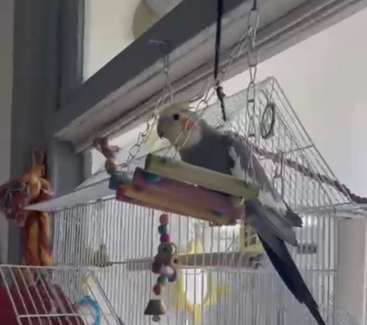handtamme valkparkiet, Dieren en Toebehoren, Vogels | Parkieten en Papegaaien, Mannelijk, Papegaai, Tam